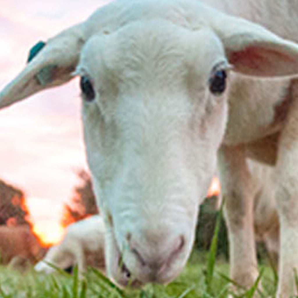 Cultivate the Chesapeake Foodshed Conference
