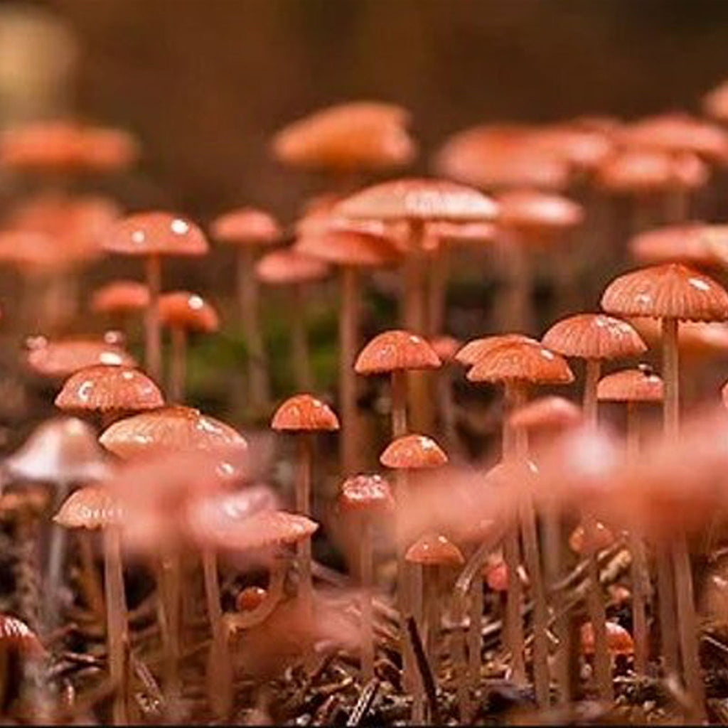 Community Solutions Presents Growing Gourmet & Medicinal Mushroom Workshop