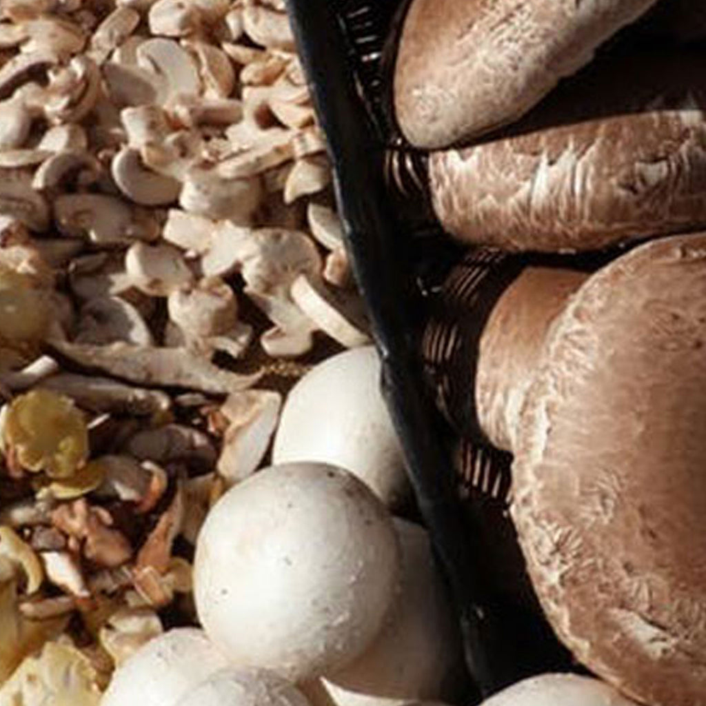 Gardening With Mushrooms!