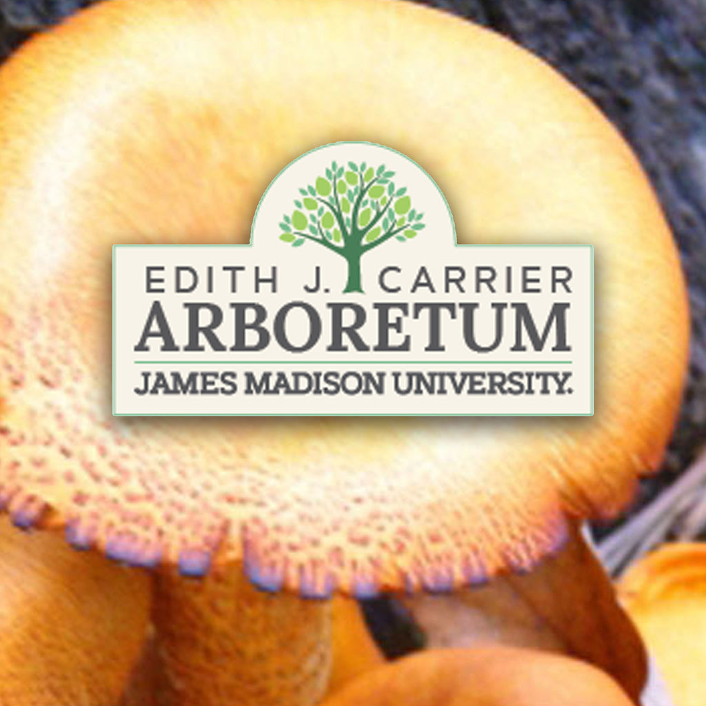 Growing Gourmet and Medicinal Mushrooms Workshop