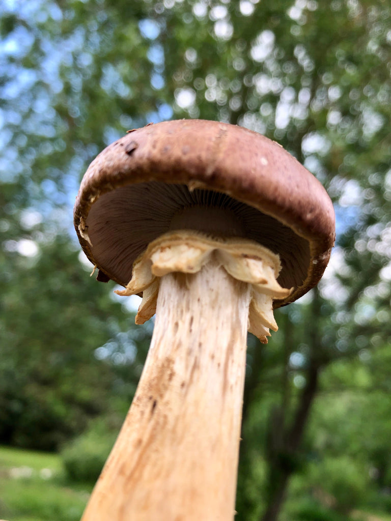 Wine Cap Stropharia Cultivation