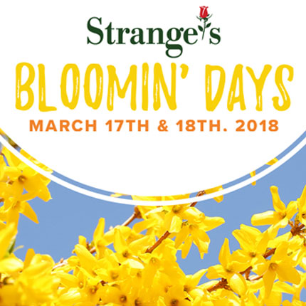Strange's Bloomin' Days