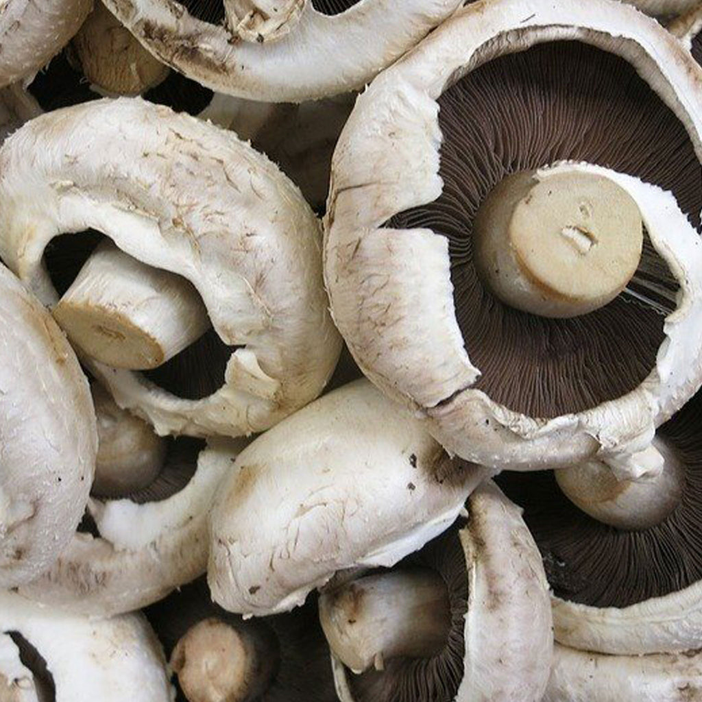 Virginia Mushroom Project Workshop