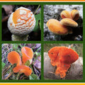 Fungi have the capacity to heal both the body and, through the process of myco-remediation
