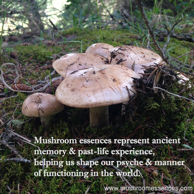 Mushroom Essences represent ancient memory & past-life experience, helping us shape our psyche & manner of functioning in the world.