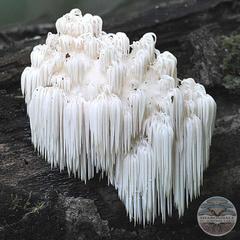 BEAR’S TOOTH MUSHROOMS (Hericium americanum)