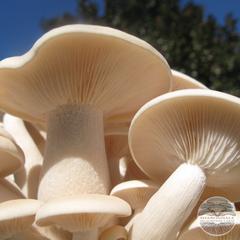 BEECH MUSHROOMS (Hypsizygus tessulatus)