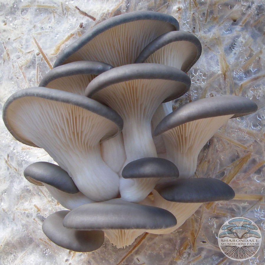 BLUE TREE OYSTER MUSHROOMS (Pleurotus ostreatus)