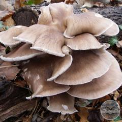 PHOENIX OYSTER MUSHROOMS (Pleurotus pulmonarius)