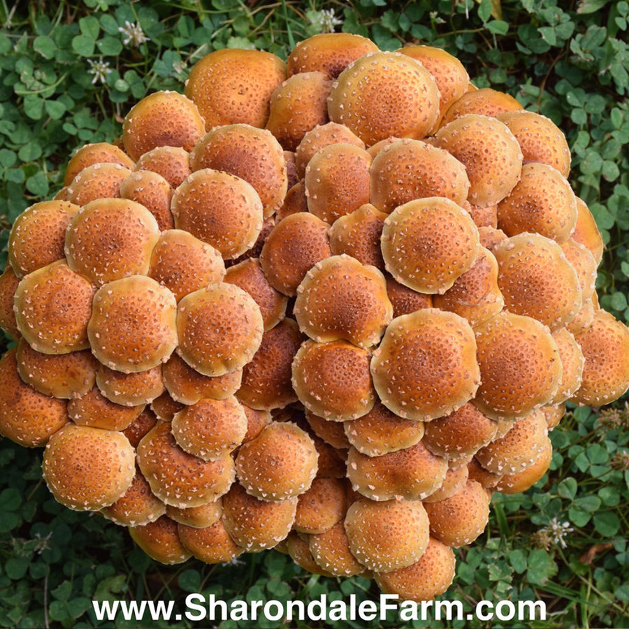 CHESTNUT MUSHROOMS (Pholiota adiposa)