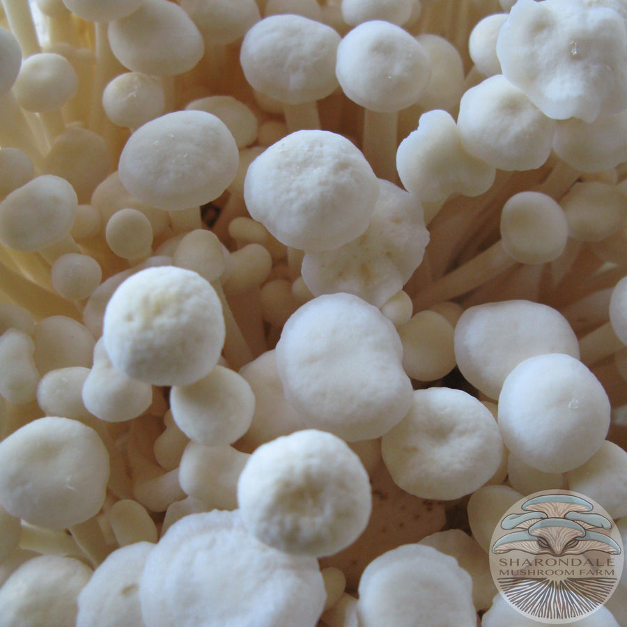 Enoki Mushrooms