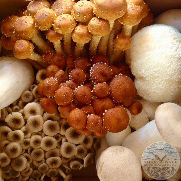 Farmer’s Choice Specialty Mushrooms - On Farm Pick Up Only