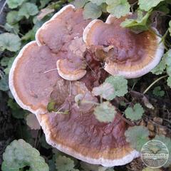 HEMLOCK REISHI MUSHROOMS (Ganoderma tsugae)