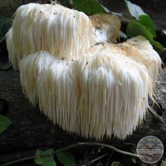 LION’S MANE MUSHROOMS (Hericium erinaceus)