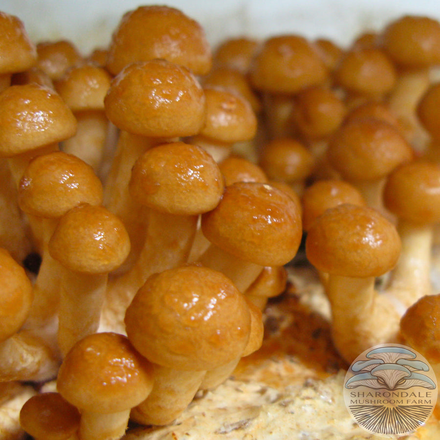 certified organic nameko mushroom spawn