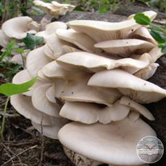 PEARL OYSTER MUSHROOMS (Pleurotus ostreatus)