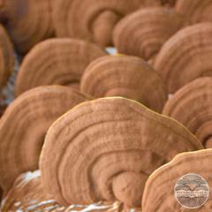 RED REISHI MUSHROOMS (Ganoderma lucidum)