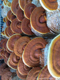 Dried Reishi Mushrooms