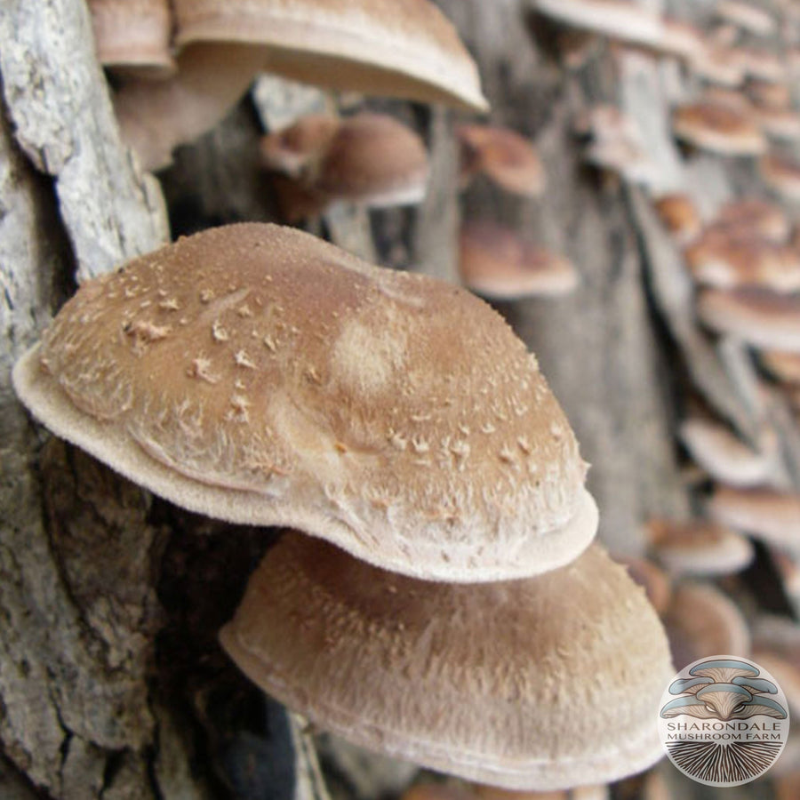 SHIITAKE MUSHROOMS (Lentinula edodes)