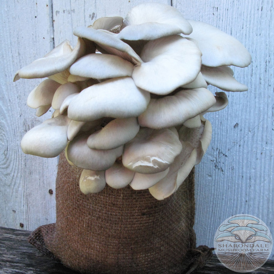Shroom Bloom Mushroom Grow Kit