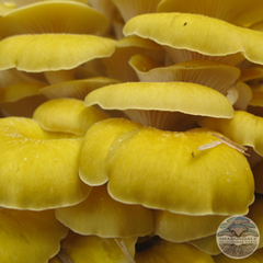 YELLOW OYSTER MUSHROOMS  (Pleurotus citrinopileatus)