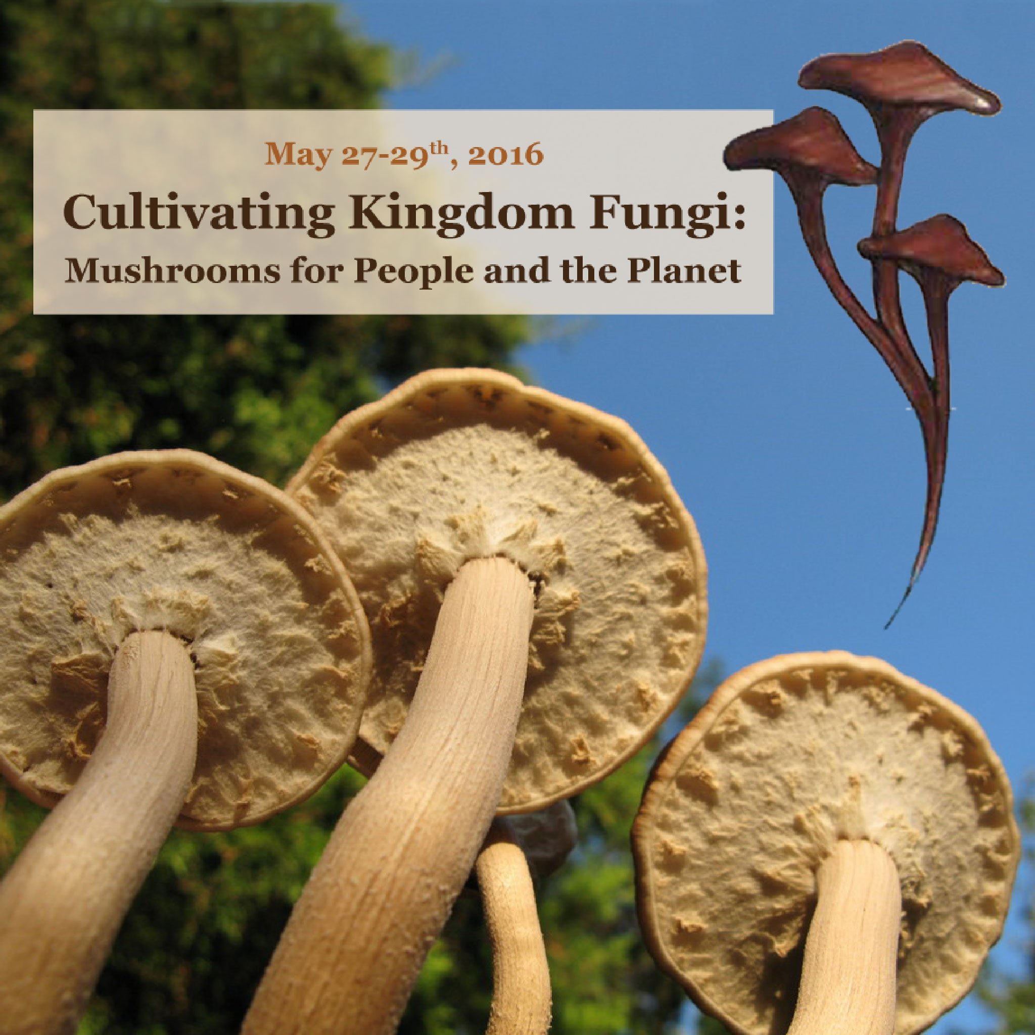 Cultivating Kingdom Fungi Workshop