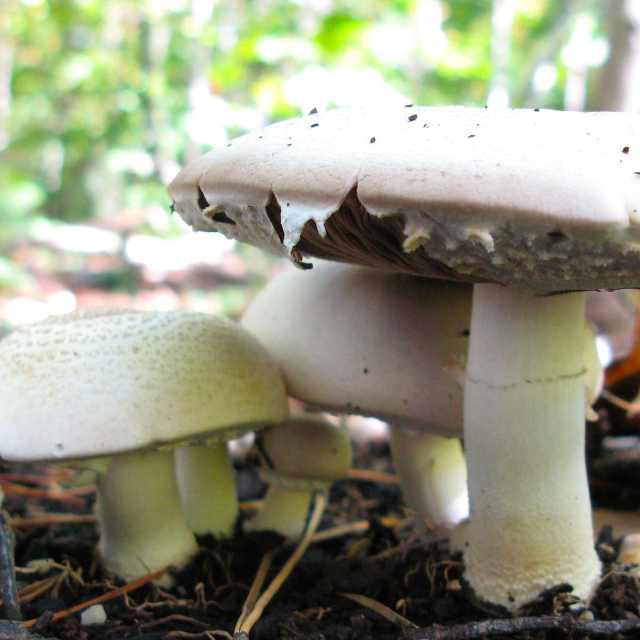 Diversifying Your Farm with Gourmet and Medicinal Mushrooms