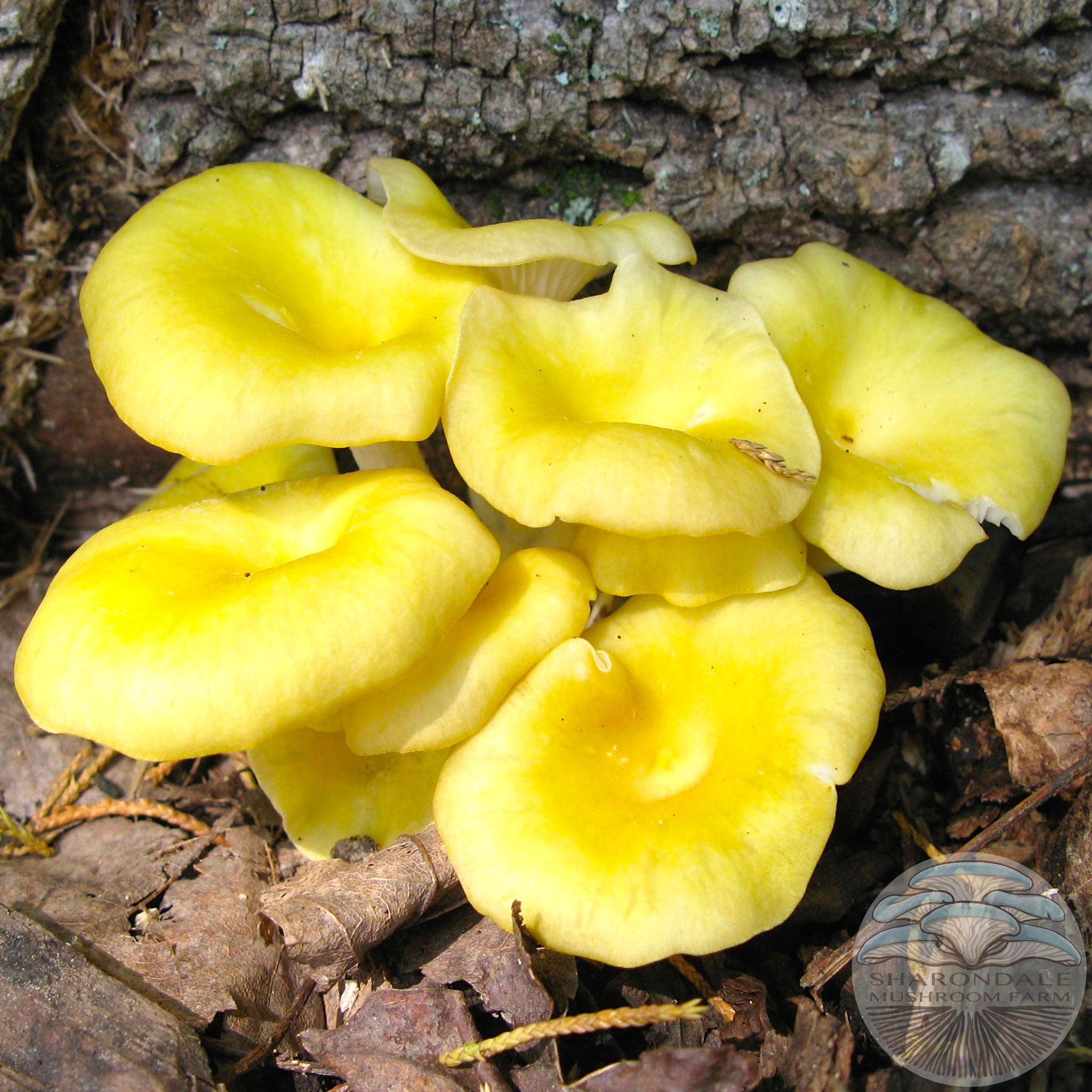 https://sharondalefarm.com/cdn/shop/articles/the-easiest-mushrooms-to-grow.jpg?v=1549417691