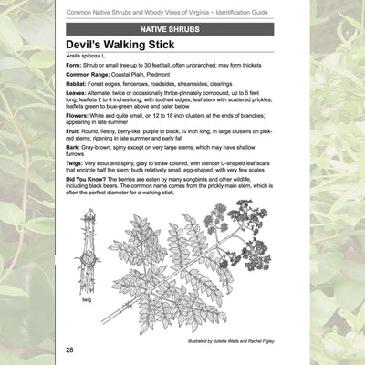 A page from the Common Native Shrubs and Woody Vines of Virginia book