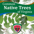 Common Native Trees of Virginia
