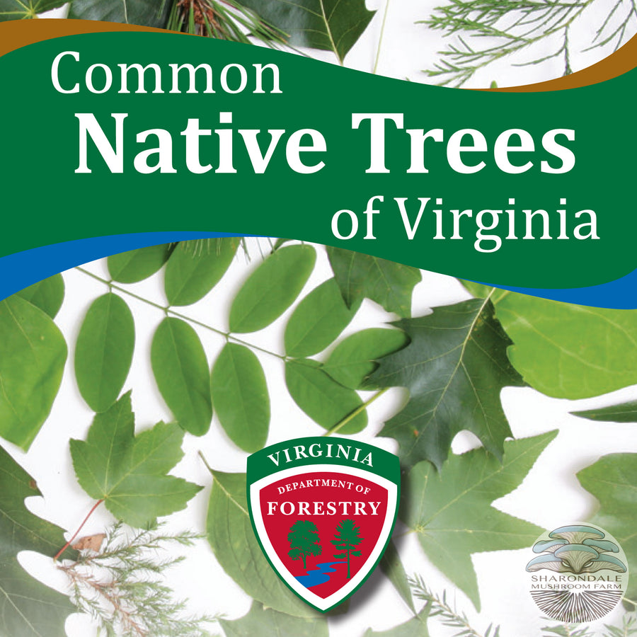 Common Native Trees of Virginia