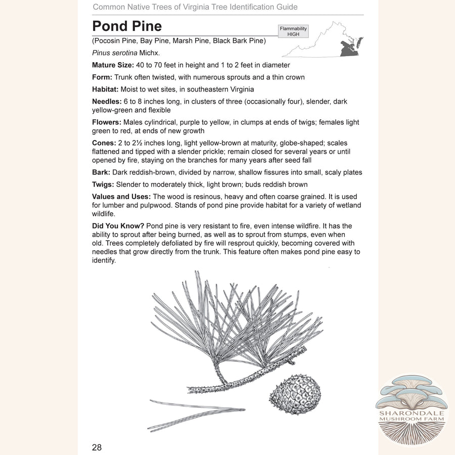 page 30 from Common Native Trees of Virginia A, a Virginia Department of Forestry field guide