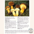Mushrooms of West Virginia and the Central Appalachians inside page