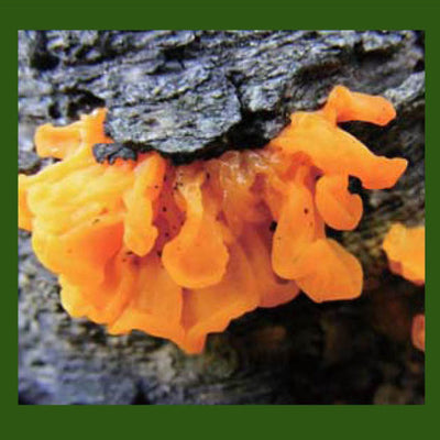 The book discusses the mushroom or lichen’s medicinal traits and properties