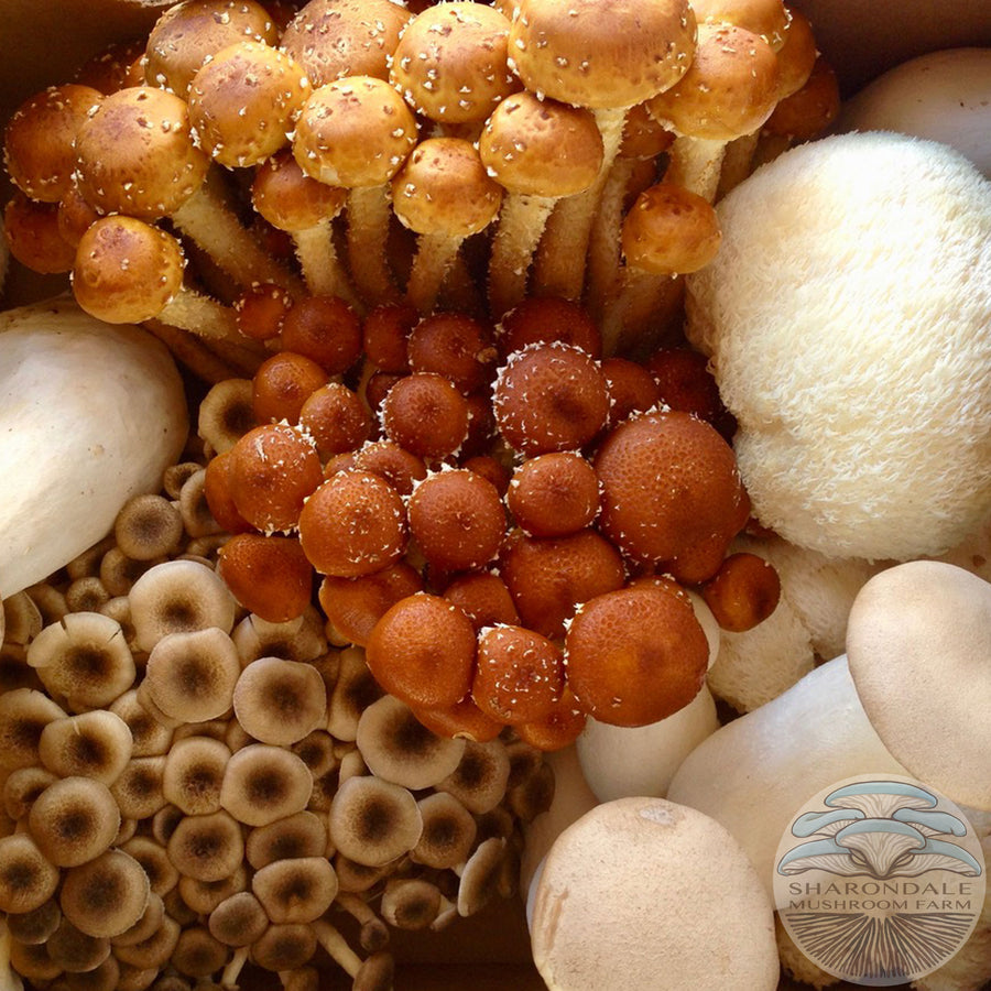 Farmer's Choice Specialty Mushrooms – Sharondale Mushroom Farm