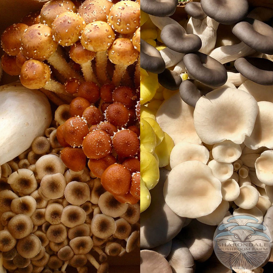 Fresh Organic Mushroom Medley