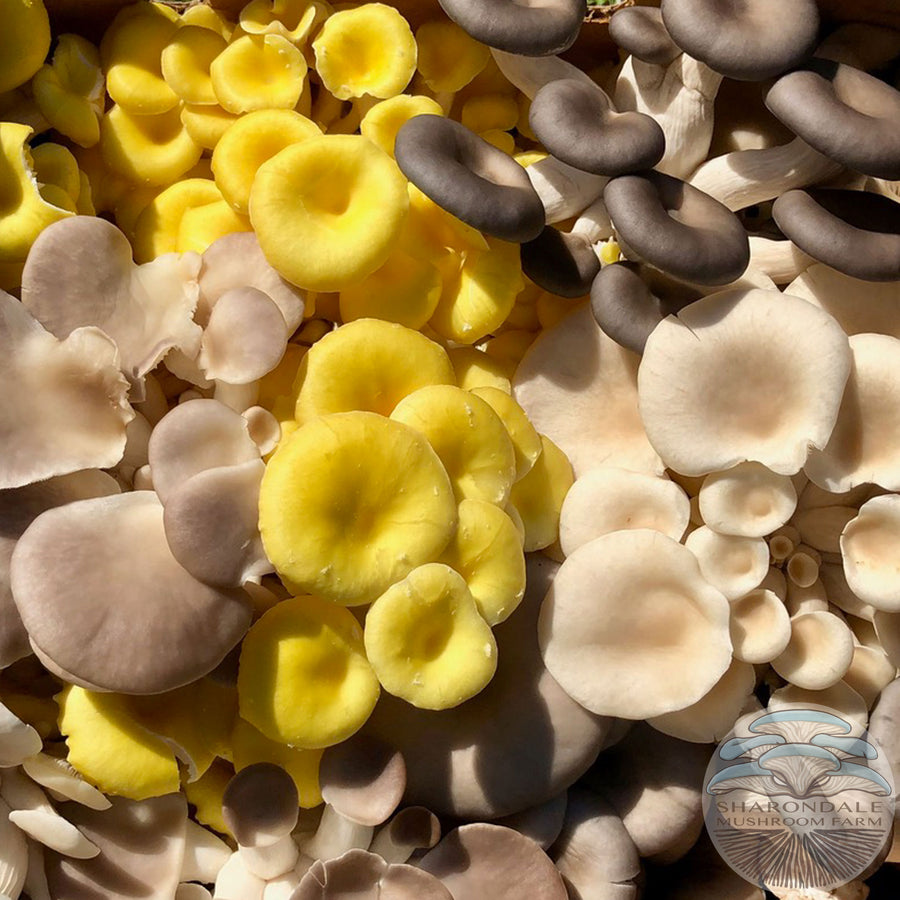 Fresh certified organic oyster mushrooms