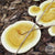 GOLDEN REISHI MUSHROOMS (Ganoderma curtisii)