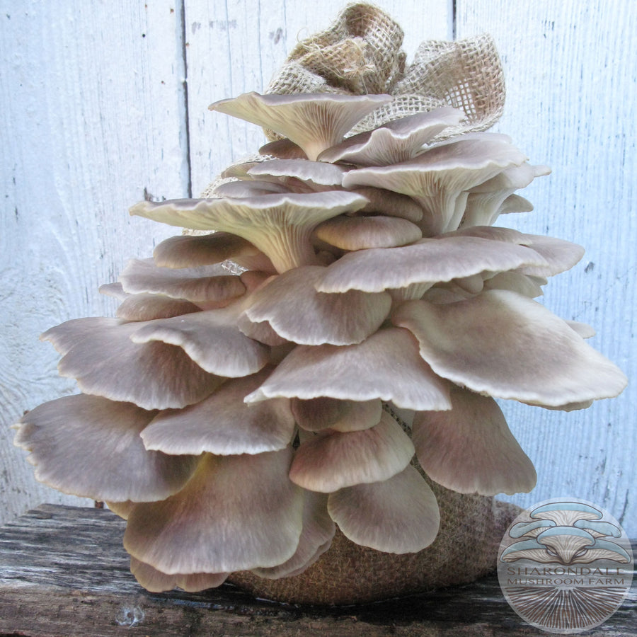 Shroom Bloom Mushroom Grow Kit