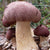 Wine Cap Stropharia Mushrooms
